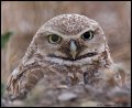 _2SB5762 burrowing owl headshot